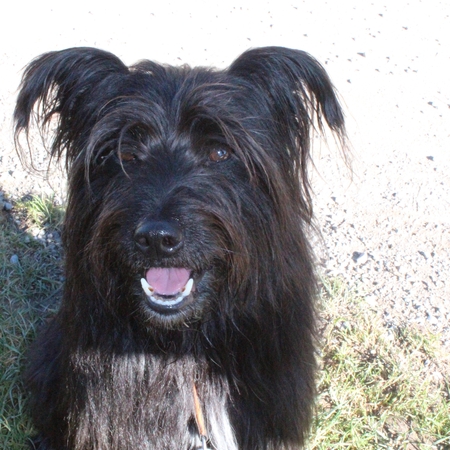 Hundetreffen 2016 im Allgäu (12)